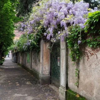 May blooms in Rho
Maggio fiorisce a Rho

Foto 📸 di @danese.anto63 

#may #mayvibes #springday #springvibes #spring #blooms #springblooms #wisteria #glicine #bellarho #visitrho #lombardy #inlombardia #in_lombardia #flowerphoto #travelphotography #beautiful #beautifuldestination #bestpic #bestphoto #picoftheday #photooftheday