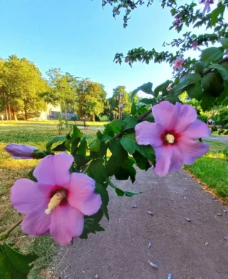 Wonder blooms at Parco Goglio 🌺
La meraviglia fiorisce a Parco Goglio 🌺

Foto 📸 di @danese.anto63 

#bellarho #visitrho #rhonelmondo #in_lombardia #beautifuldestination #bestpic #travel #picoftheday #photooftheday #flower #blooming #blooms #parco #parcogoglio #park #green #nature #naturelovers #naturephotography